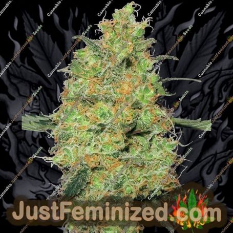 Master Kush by White Label Cannabis Seeds For Sale at Just Feminized
