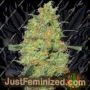 Master Kush by White Label Cannabis Seeds For Sale at Just Feminized