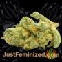 Master Kush by White Label Buds Weed Ganja Skunk Pot Reefer Dope Herb Pics Images