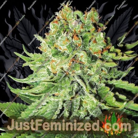Northern Lights Auto by White Label Cannabis Seeds For Sale at Just Feminized