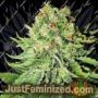 Northern Lights Auto by White Label Cannabis Seeds For Sale at Just Feminized
