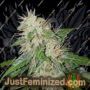 AK-107 by 710 Genetics Cannabis Seeds For Sale at Just Feminized