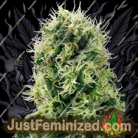 Pure Power Plant by White Label Cannabis Seeds For Sale at Just Feminized