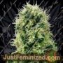 Pure Power Plant by White Label Cannabis Seeds For Sale at Just Feminized