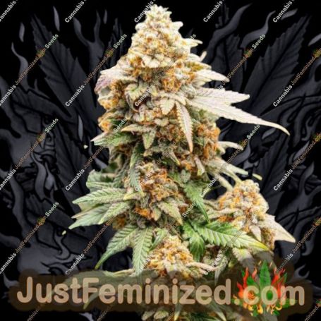 Skunk No.1 by White Label Cannabis Seeds For Sale at Just Feminized
