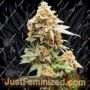 Skunk No.1 by White Label Cannabis Seeds For Sale at Just Feminized