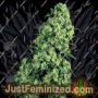 Skunk No.1 Auto by White Label Cannabis Seeds For Sale at Just Feminized