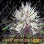 The Purps by BC Bud Depot Cannabis Seeds For Sale at Just Feminized