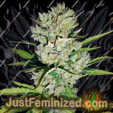 Super Skunk Auto by White Label Cannabis Seeds For Sale at Just Feminized