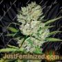 Super Skunk Auto by White Label Cannabis Seeds For Sale at Just Feminized