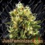 White Haze Auto by White Label Cannabis Seeds For Sale at Just Feminized
