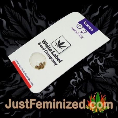 White Ice White Label Souvenir Marijuana Seeds Original Breeder Packaging