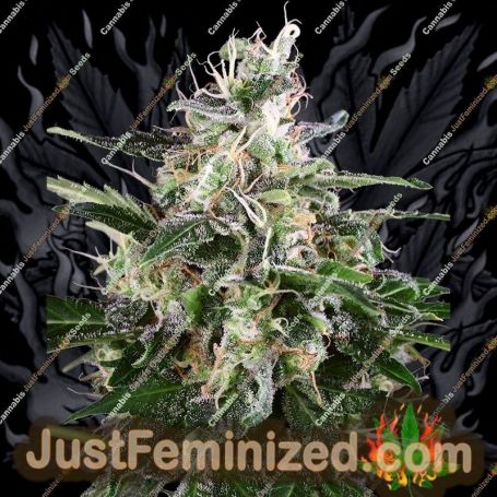 White Skunk Auto by White Label Cannabis Seeds For Sale at Just Feminized