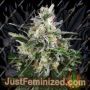 White Skunk Auto by White Label Cannabis Seeds For Sale at Just Feminized