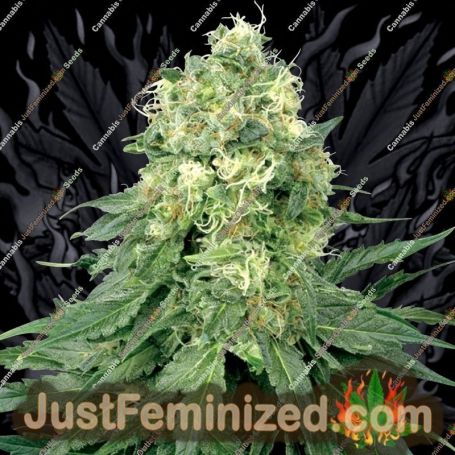 White Widow by White Label Cannabis Seeds For Sale at Just Feminized