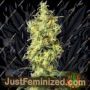 White Widow Auto by White Label Cannabis Seeds For Sale at Just Feminized