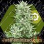 Big Bud XXL Auto by Zambeza Seeds Cannabis Seeds For Sale at Just Feminized