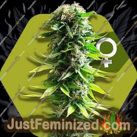 Blue Spider by Zambeza Seeds Cannabis Seeds For Sale at Just Feminized
