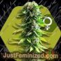 Blue Spider by Zambeza Seeds Cannabis Seeds For Sale at Just Feminized