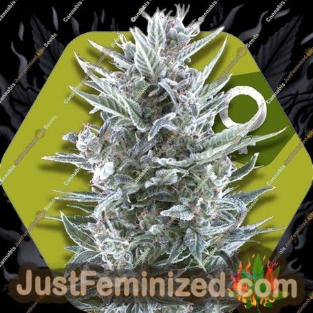 Blueberry by Zambeza Seeds Cannabis Seeds For Sale at Just Feminized