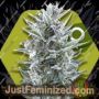 Blueberry by Zambeza Seeds Cannabis Seeds For Sale at Just Feminized
