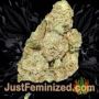 Blueberry by Zambeza Seeds Buds Weed Ganja Skunk Pot Reefer Dope Herb Pics Images