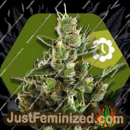 Candy Caramelo Auto by Zambeza Seeds Cannabis Seeds For Sale at Just Feminized