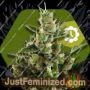 Candy Caramelo Auto by Zambeza Seeds Cannabis Seeds For Sale at Just Feminized