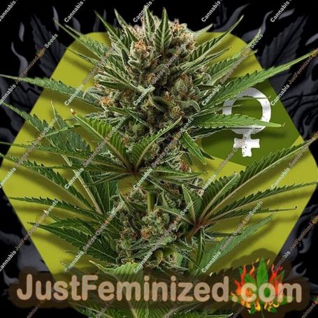 Candy Caramelo by Zambeza Seeds Cannabis Seeds For Sale at Just Feminized