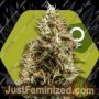 Choco Candy by Zambeza Seeds Cannabis Seeds For Sale at Just Feminized