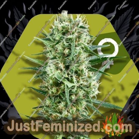 Crazy Cookies by Zambeza Seeds Cannabis Seeds For Sale at Just Feminized