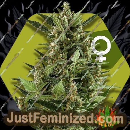 Green AK XL by Zambeza Seeds Cannabis Seeds For Sale at Just Feminized