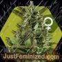 Green AK XL by Zambeza Seeds Cannabis Seeds For Sale at Just Feminized