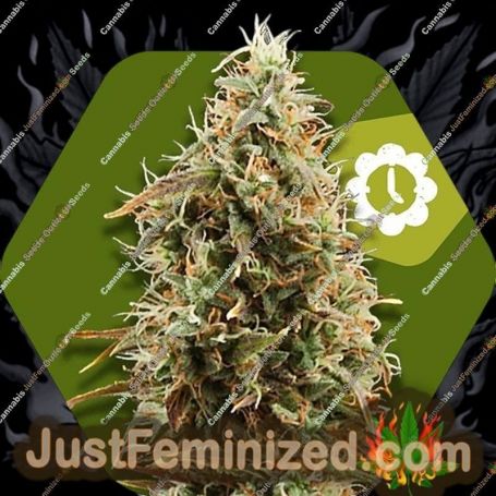 Green AK XL Auto by Zambeza Seeds Cannabis Seeds For Sale at Just Feminized