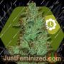 Jack the Ripper Auto by Zambeza Seeds Cannabis Seeds For Sale at Just Feminized