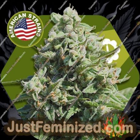 Misty Gorilla Auto by Zambeza Seeds Cannabis Seeds For Sale at Just Feminized