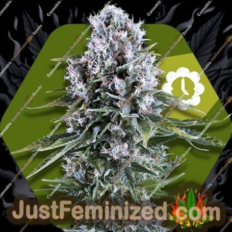 Northern Light XL Auto by Zambeza Seeds Cannabis Seeds For Sale at Just Feminized