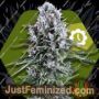 Northern Light XL Auto by Zambeza Seeds Cannabis Seeds For Sale at Just Feminized