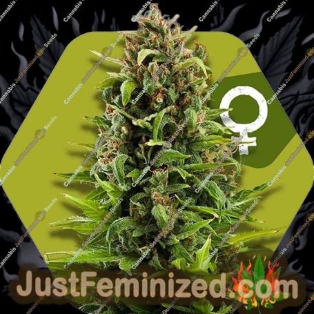 NYC Diesel by Zambeza Seeds Cannabis Seeds For Sale at Just Feminized