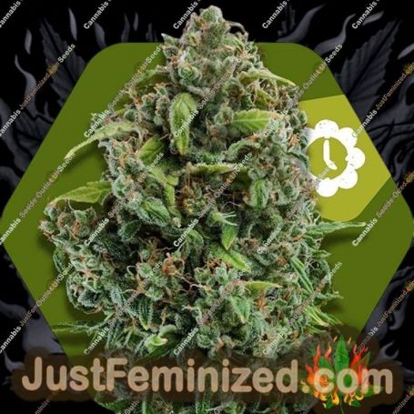 NYC Diesel Auto by Zambeza Seeds Cannabis Seeds For Sale at Just Feminized