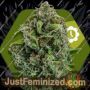 NYC Diesel Auto by Zambeza Seeds Cannabis Seeds For Sale at Just Feminized