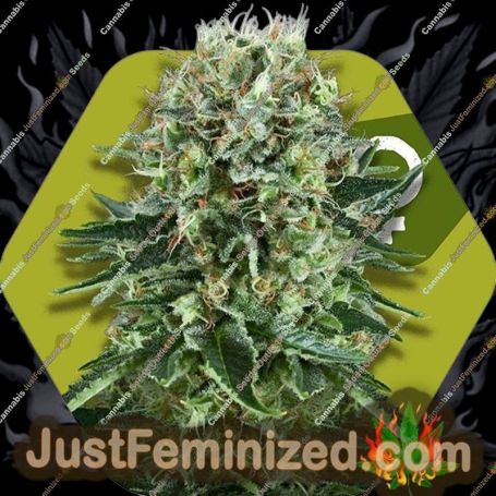 OG Bubble Gum by Zambeza Seeds Cannabis Seeds For Sale at Just Feminized