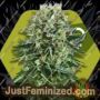OG Bubble Gum by Zambeza Seeds Cannabis Seeds For Sale at Just Feminized