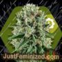 OG Bubble Gum Auto by Zambeza Seeds Cannabis Seeds For Sale at Just Feminized