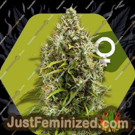 Pineapple Express by Zambeza Seeds Cannabis Seeds For Sale at Just Feminized