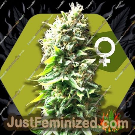 Skunk by Zambeza Seeds Cannabis Seeds For Sale at Just Feminized