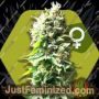 Skunk by Zambeza Seeds Cannabis Seeds For Sale at Just Feminized