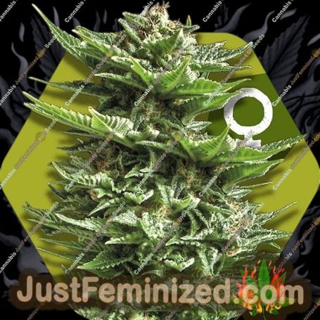 Super Silver Haze by Zambeza Seeds Cannabis Seeds For Sale at Just Feminized