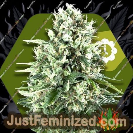 Super Silver Haze Auto by Zambeza Seeds Cannabis Seeds For Sale at Just Feminized