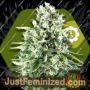 Super Silver Haze Auto by Zambeza Seeds Cannabis Seeds For Sale at Just Feminized